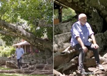 A figueira centenária que define o refúgio rural de Jayme Monjardim