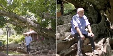 A figueira centenária que define o refúgio rural de Jayme Monjardim