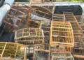Polícia Ambiental resgata mais de 140 aves silvestres mantidas em cativeiro no Recôncavo e interior da Bahia 2 aves em gaiolas