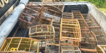 aves em gaiolas