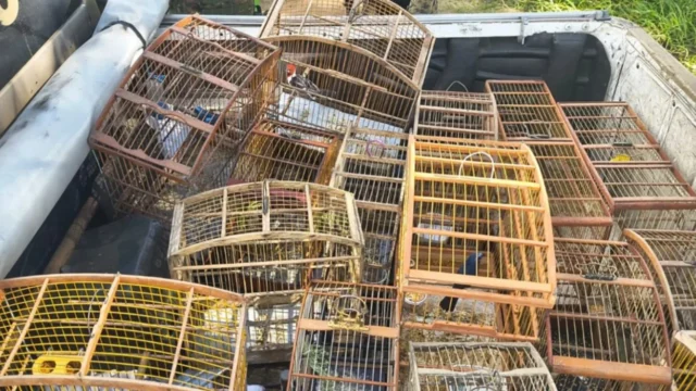 aves em gaiolas