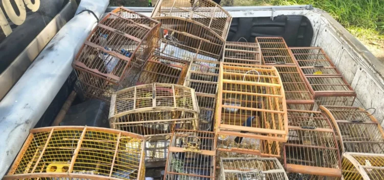 Polícia Ambiental resgata mais de 140 aves silvestres mantidas em cativeiro no Recôncavo e interior da Bahia 1 aves em gaiolas