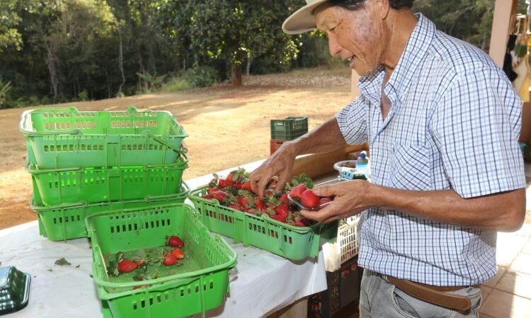 Agricultura familiar impulsionada por R$ 220 milhões em inovação da Finep 1 © Valter Campanato/Agência Brasil