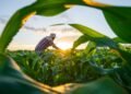 Governo prepara medida provisória para renegociar dívidas do setor rural 3 © attasit_saentep/ Adobe Stock