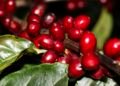 Exportações brasileiras mantêm isenção em setores estratégicos após novas tarifas dos EUA 3 © Valter Campanato/Agência Brasil