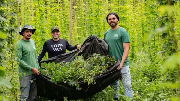 Thiago Lacerda: do palco à fazenda, o cultivo de lúpulo e a produção de cerveja artesanal 1 Thiago Lacerda: do palco à fazenda, o cultivo de lúpulo e a produção de cerveja artesanal