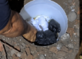 Polícia Civil prende homem por tráfico e descobre refinaria e esconderijo subterrâneo de drogas em Amargosa 2 drogas localizadas enterrada em amargosa
