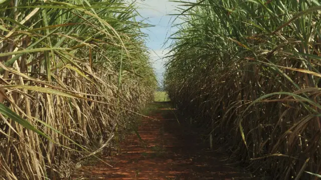 Eco Invest Brasil tem limite de remuneração ampliado pelo CMN