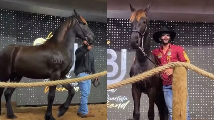 Gusttavo Lima movimenta mercado agropecuário com venda milionária de égua 1 Gusttavo Lima movimenta mercado agropecuário com venda milionária de égua