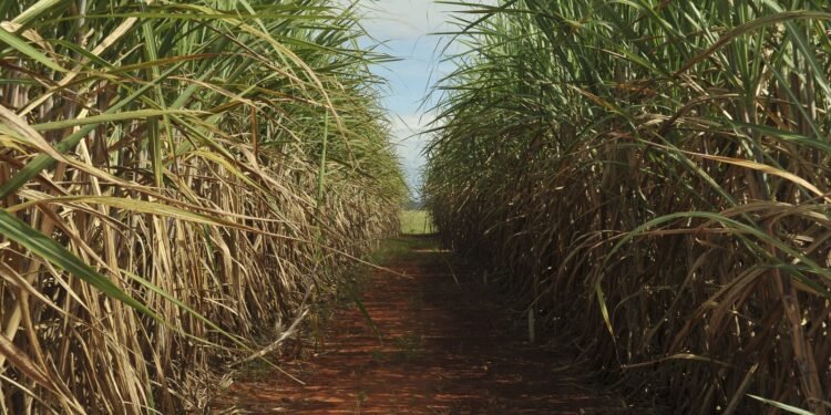 Safra de cana-de-açúcar projeta alta de 4,7% e recorde na produção de etanol 1 Safra de cana-de-açúcar projeta alta de 4,7% e recorde na produção de etanol