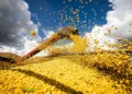 Safra de grãos no Brasil deve atingir 360,8 milhões de toneladas em 2025/26 2 Safra de grãos no Brasil deve atingir 360,8 milhões de toneladas em 2025/26