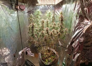 estufa de cultivo de maconha localizada em Trancoso na Bahia