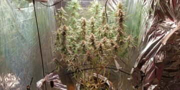 estufa de cultivo de maconha localizada em Trancoso na Bahia