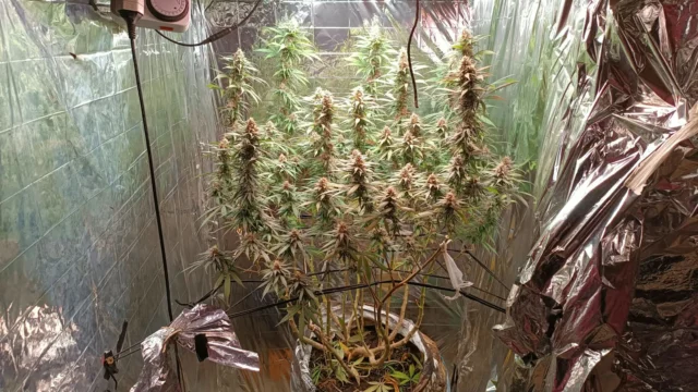 estufa de cultivo de maconha localizada em Trancoso na Bahia