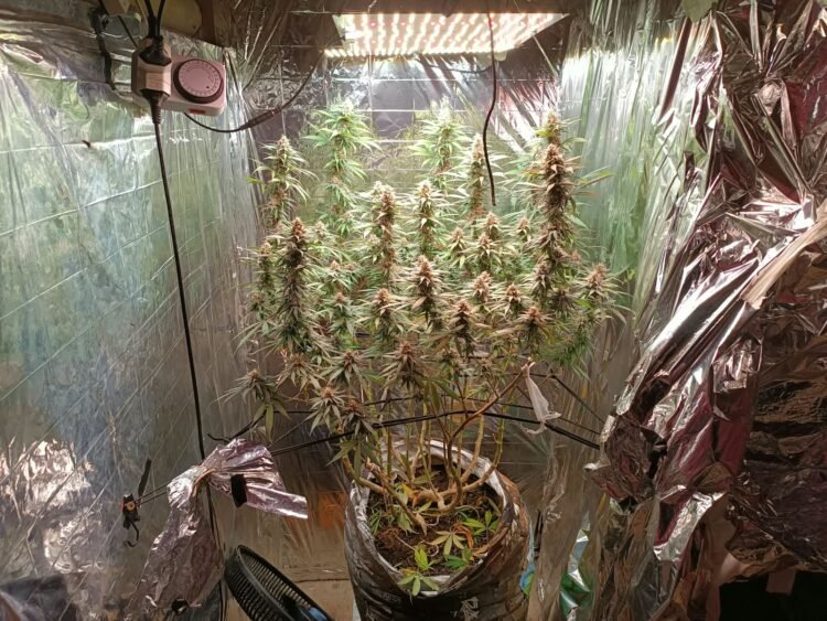 estufa de cultivo de maconha localizada em Trancoso na Bahia