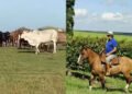 Galvão Bueno mantém refúgio de luxo com mais de 100 hectares no Rio Grande do Sul