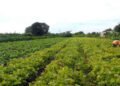 Governo libera R$ 64,3 milhões para segurança alimentar e povos indígenas 2 Governo libera R$ 64,3 milhões para segurança alimentar e povos indígenas