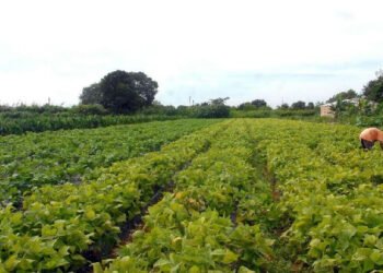 Governo libera R$ 64,3 milhões para segurança alimentar e povos indígenas