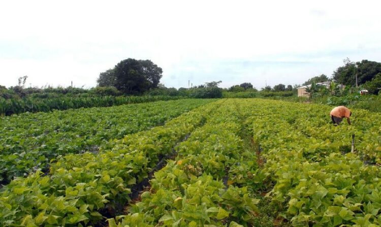 Governo libera R$ 64,3 milhões para segurança alimentar e povos indígenas 1 Governo libera R$ 64,3 milhões para segurança alimentar e povos indígenas