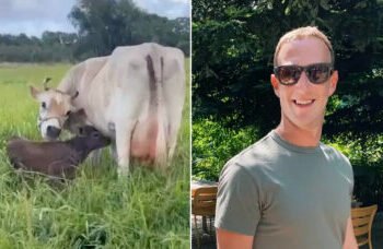 Mark Zuckerberg investe em pecuária de luxo com criação de gado Wagyu