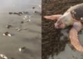 peixes e tartaruga são encontrados mortos na praia de Cabuçu, em Saubara