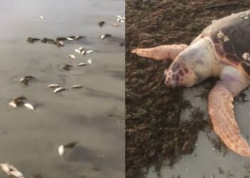 peixes e tartaruga são encontrados mortos na praia de Cabuçu, em Saubara