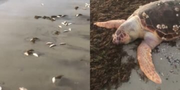 peixes e tartaruga são encontrados mortos na praia de Cabuçu, em Saubara