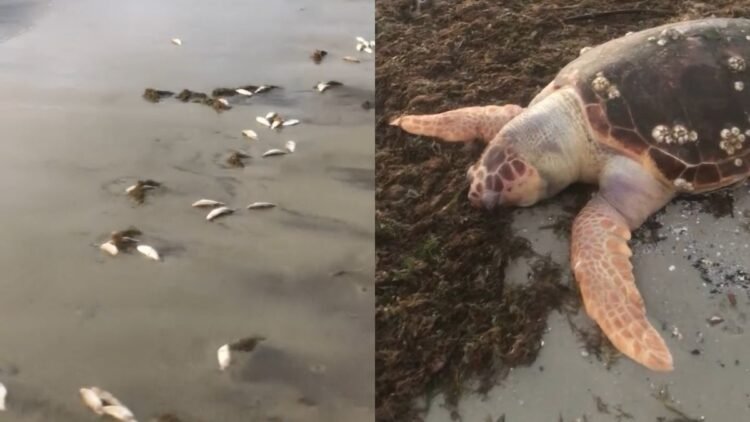 Inema confirma apuração sobre mortes de peixes e tartaruga na praia de Cabuçu, em Saubara 1 peixes e tartaruga são encontrados mortos na praia de Cabuçu, em Saubara