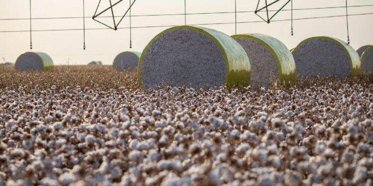 Sorriso perde liderança no agronegócio após redivisão territorial