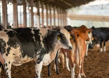 União Europeia suspende importação de carnes e produtos de origem animal do Brasil