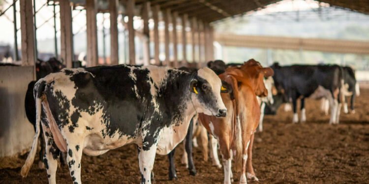 União Europeia suspende importação de carnes e produtos de origem animal do Brasil