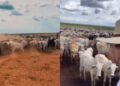 Zé Neto investe em pecuária de elite e mantém fazenda luxuosa no Tocantins