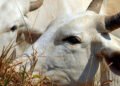 Carne bovina brasileira enfrenta tarifa de 67% para exportação à China 2 Carne bovina brasileira enfrenta tarifa de 67% para exportação à China