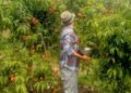 Jason Mraz: a vida do cantor em sua fazenda de café e abacates