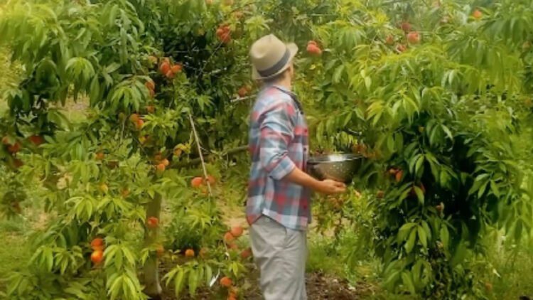 Jason Mraz: a vida do cantor em sua fazenda de café e abacates